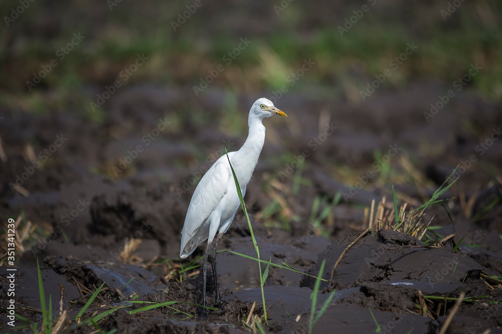 Kuntul is a white Egret on muddy ricefield Kuntul is a white Egret on muddy ricefield