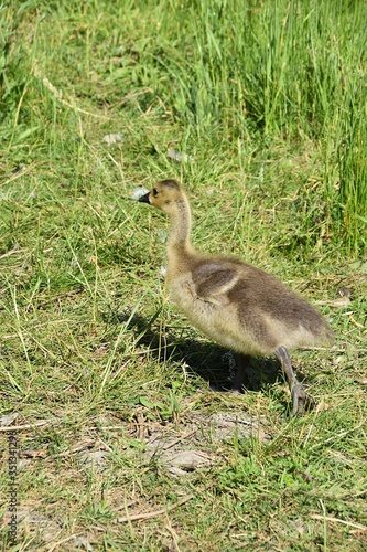 Fototapeta Naklejka Na Ścianę i Meble -  Gesi Kanadyjskie