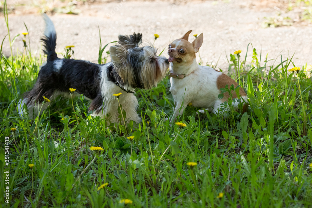 Two dogs are walking in the green grass and in dandelion flowers. Chihuahua dog and yokshire terrier.