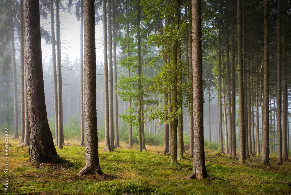Obraz premium Forest with green leaves, Europe