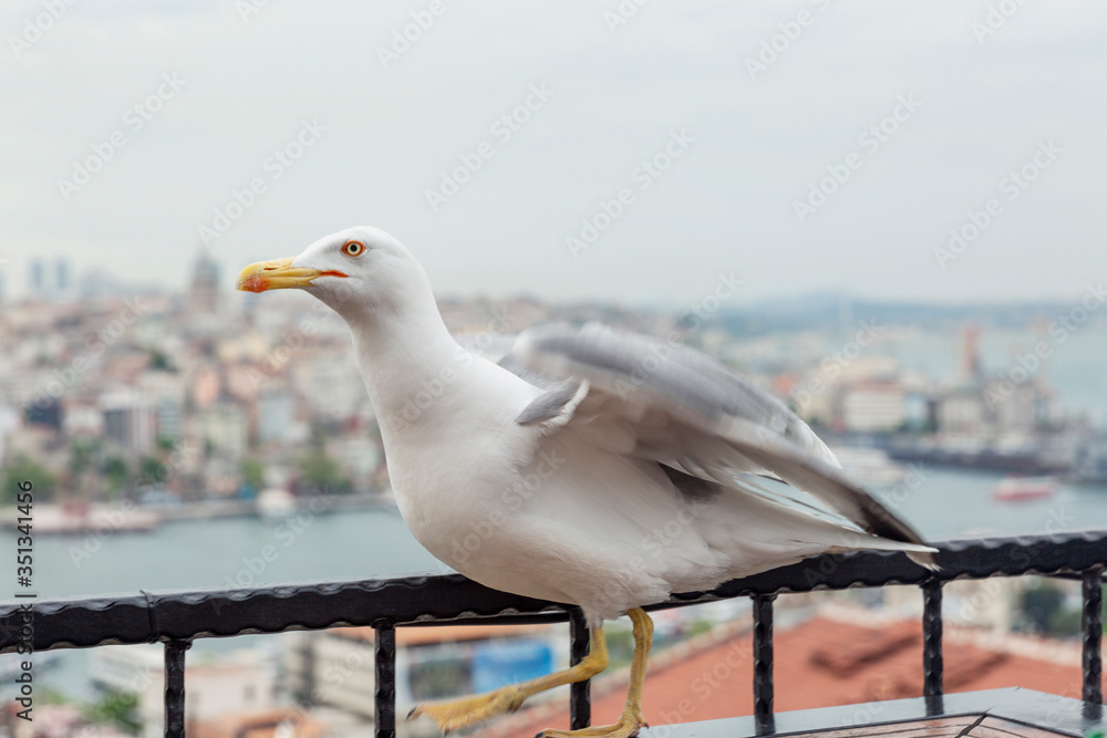 Fototapeta premium Seagull on the background of the roofs of houses and mosques of Istanbul. Asian and European parts of the city. Beautiful view of the Bosphorus.