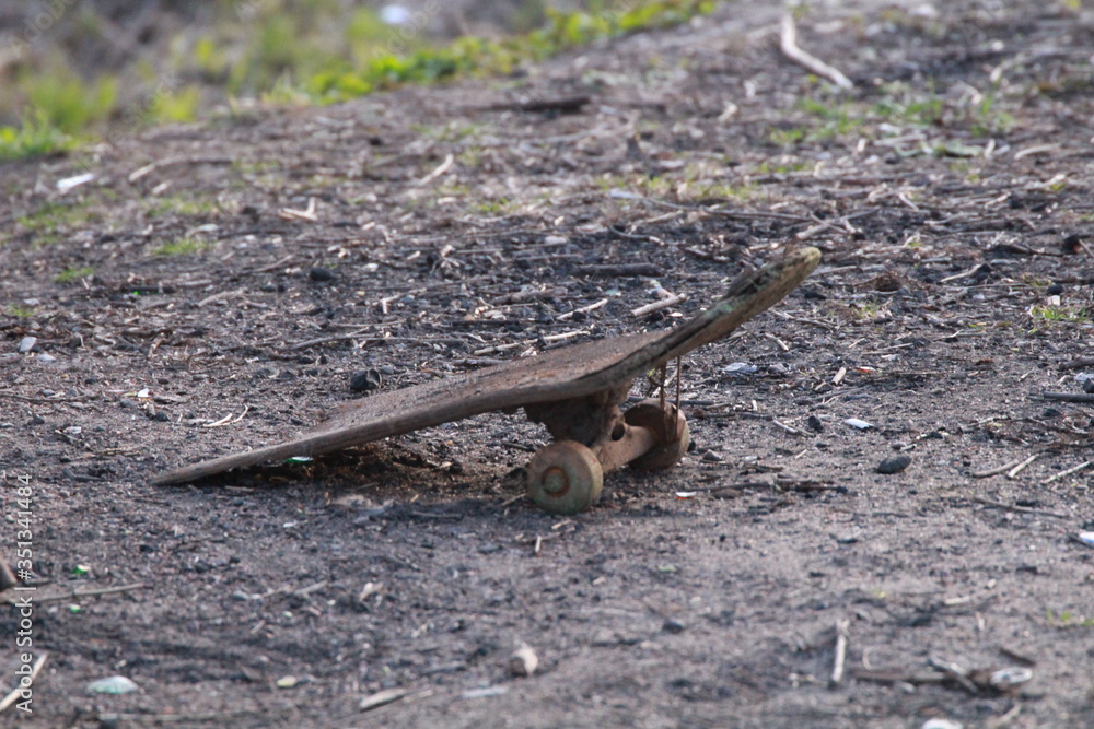 lizard in the ground lizard in the ground