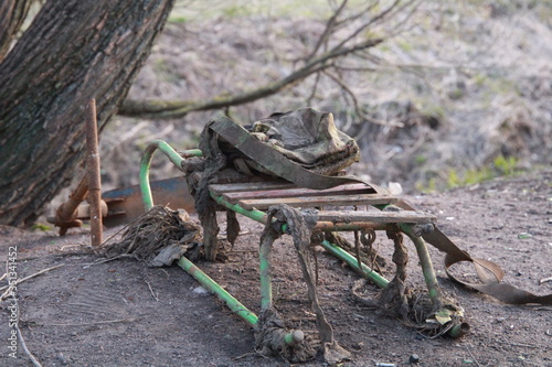 dead tree frog