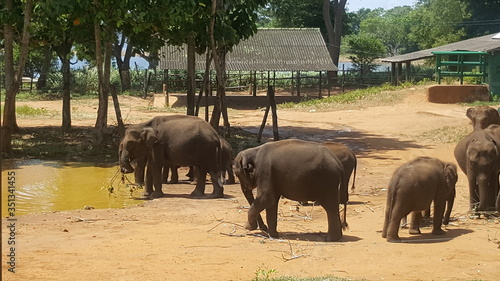 elephants in the water