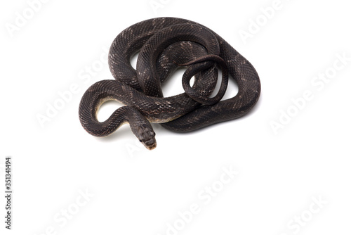 Beauty rat Snake isolated on white background