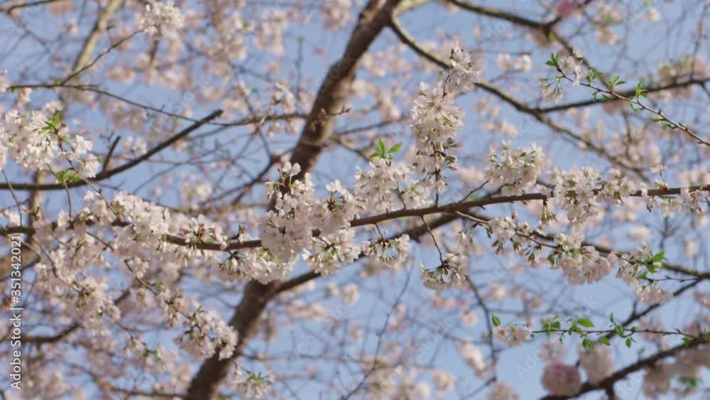 Slow Pan of Cherry Blossom Tree Sakura in Early Spring Slow Pan of Cherry Blossom Tree Sakura in Early Spring