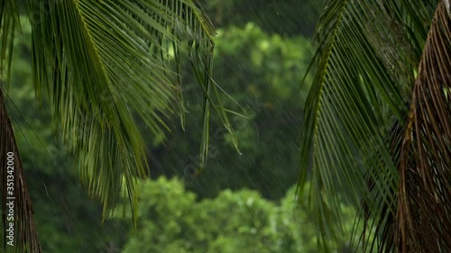 Heavy thunder storm winds shaking a palm tree. Tropical cyclone and tornado winds making storm damageon the trees.