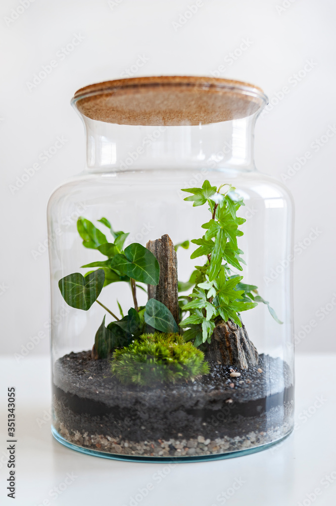 Small decoration plants in a glass bottle/garden terrarium bottle/ forest in a jar. Terrarium jar with piece of forest with self ecosystem. Save the earth concept. Bonsai, set of terrariums/ jars
