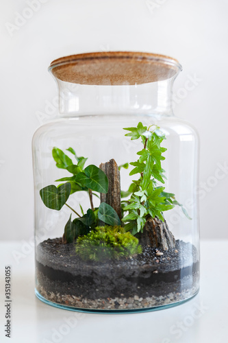 Obraz na płótnie Small decoration plants in a glass bottle/garden terrarium bottle/ forest in a jar. Terrarium jar with piece of forest with self ecosystem. Save the earth concept. Bonsai, set of terrariums/ jars w salonie