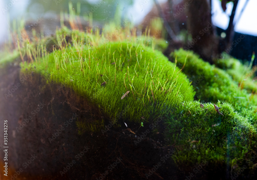 Small decoration plants in a glass bottle/garden terrarium bottle/ forest in a jar. Terrarium jar with piece of forest with self ecosystem. Save the earth concept. Bonsai, set of terrariums/ jars