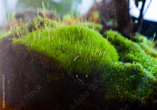 Small decoration plants in a glass bottle/garden terrarium bottle/ forest in a jar. Terrarium jar with piece of forest with self ecosystem. Save the earth concept. Bonsai, set of terrariums/ jars