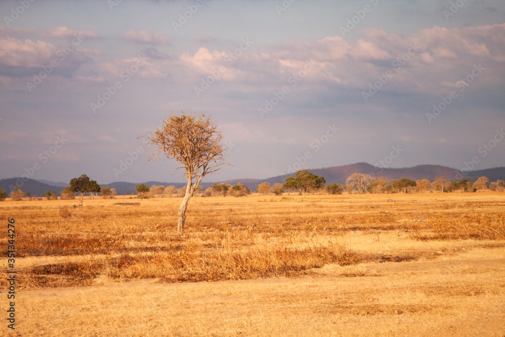 Dry tree in african savannah