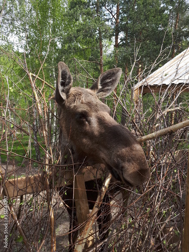 A large elk head from close range - Flå, bjørneparken 