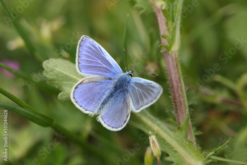 A beautiful Common Blue Butterfly, Polyommatus icarus, perching on a plant in springtime. 