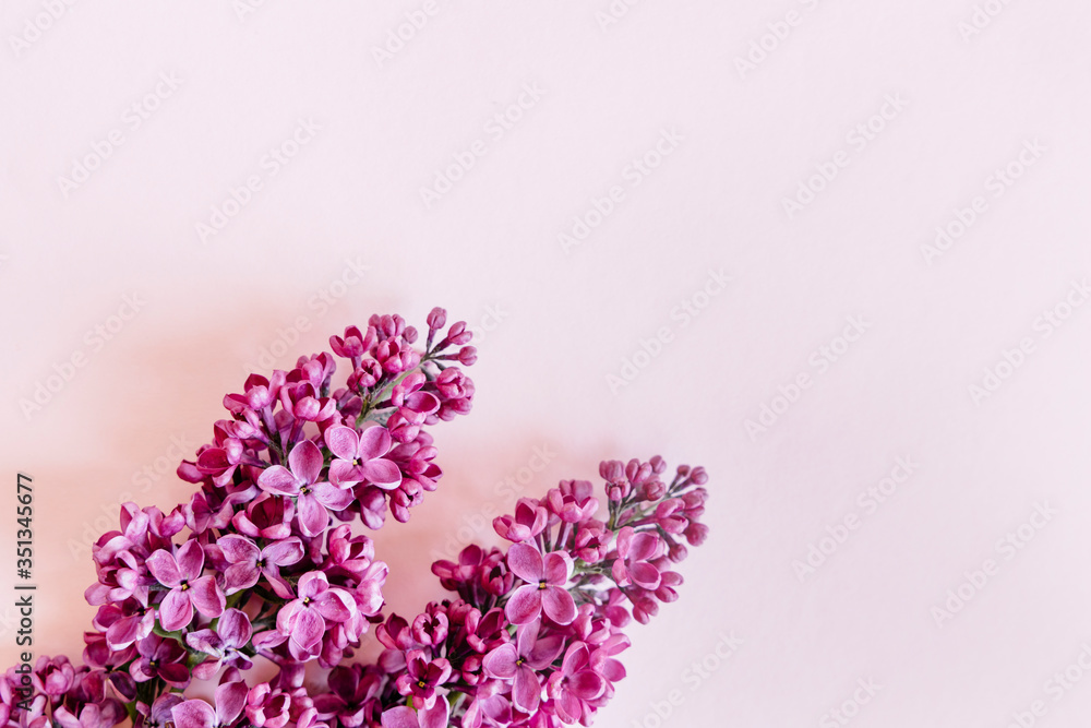 Beautiful vivid lilac flowers on pink background. Flat lay spring time concept. 