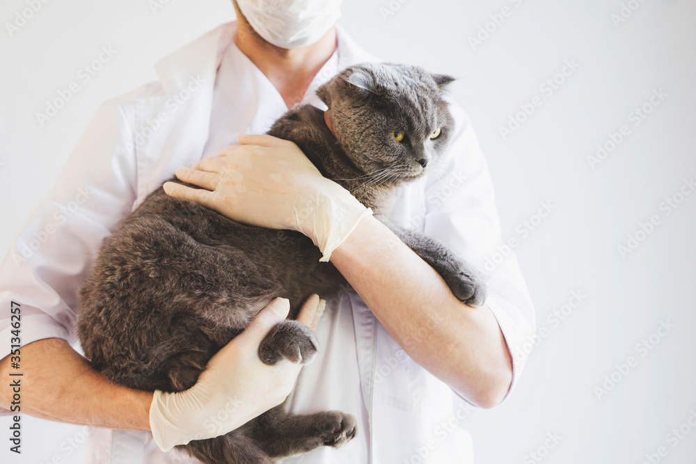 Scottish fold cat at a reception in a veterinary clinic. Scottish fold cat at a reception in a veterinary clinic.