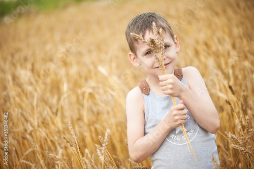 Little cute boy in a gray T-shirt walks on a wheat field in summer. Holds spikelets of wheat in his hands. The concept of health, freedom, childhood and joy. Close-up.