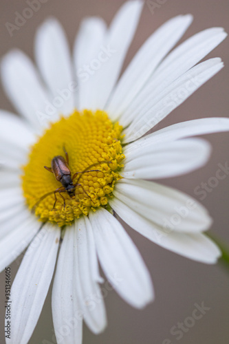 Brown beetle on white daisy