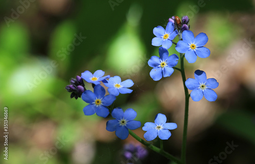 Close-up of blue forget-me-not flowers in the forest
