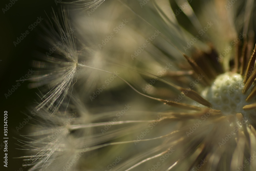 Fototapeta premium close up of dandelion seeds