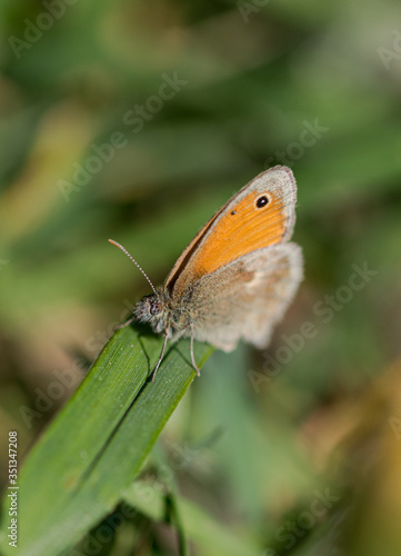 Orange butterfly with green background