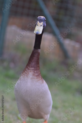 portrait of a duck