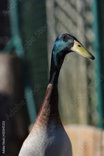 close up of a duck