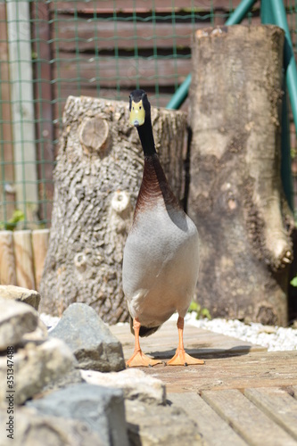 duck in the park