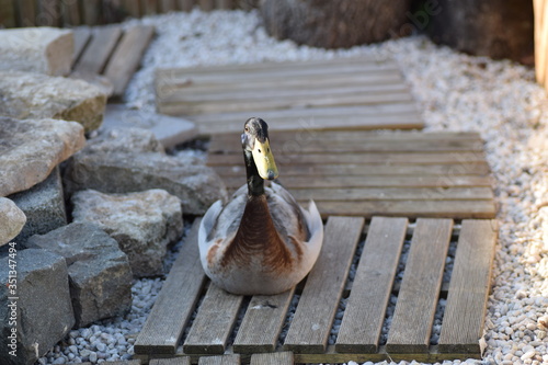 Duck in the park