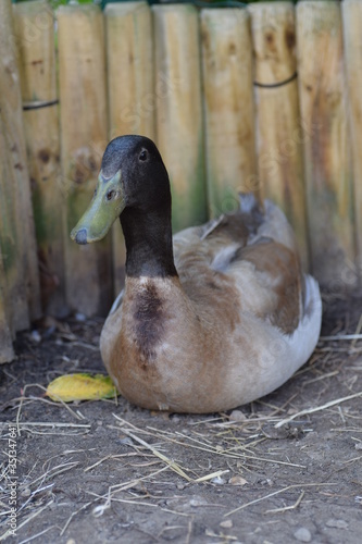 duck in the park