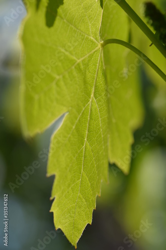 close up of green leaf
