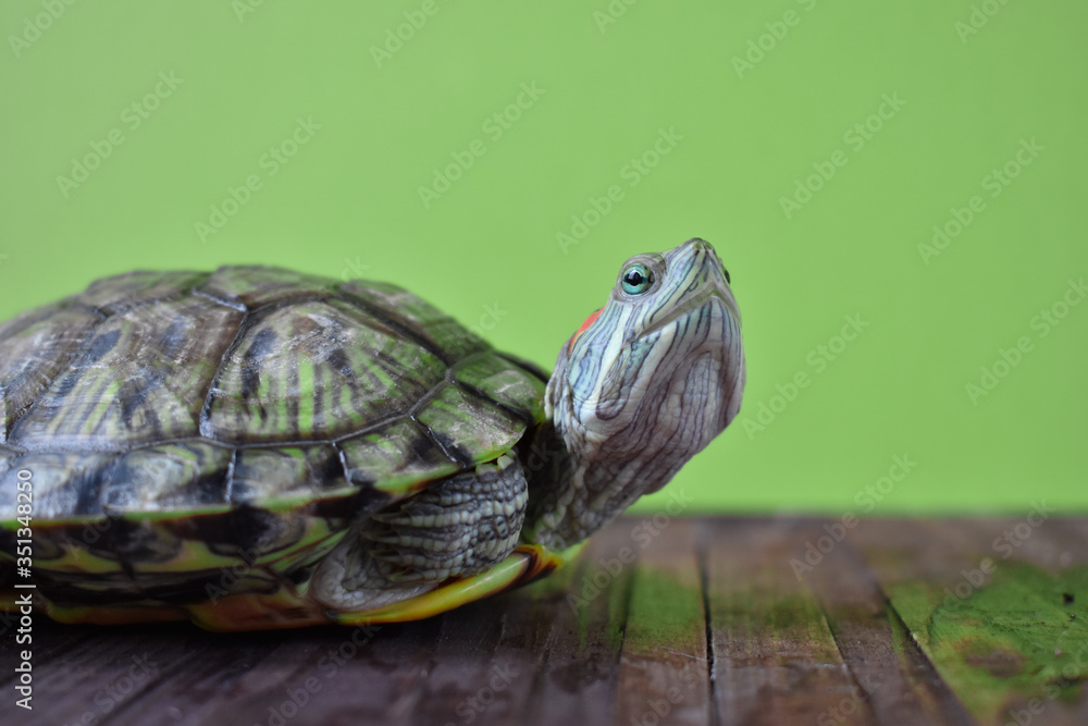 Obraz premium One red-eared turtle looks in a frame on a green background. World Turtle Day. May, 23rd