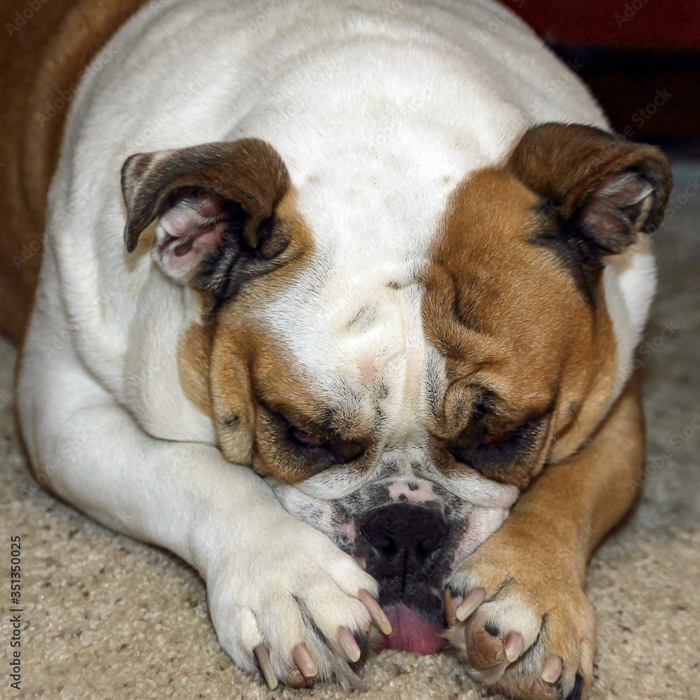 Large English Bulldog sleeping with face in paws
