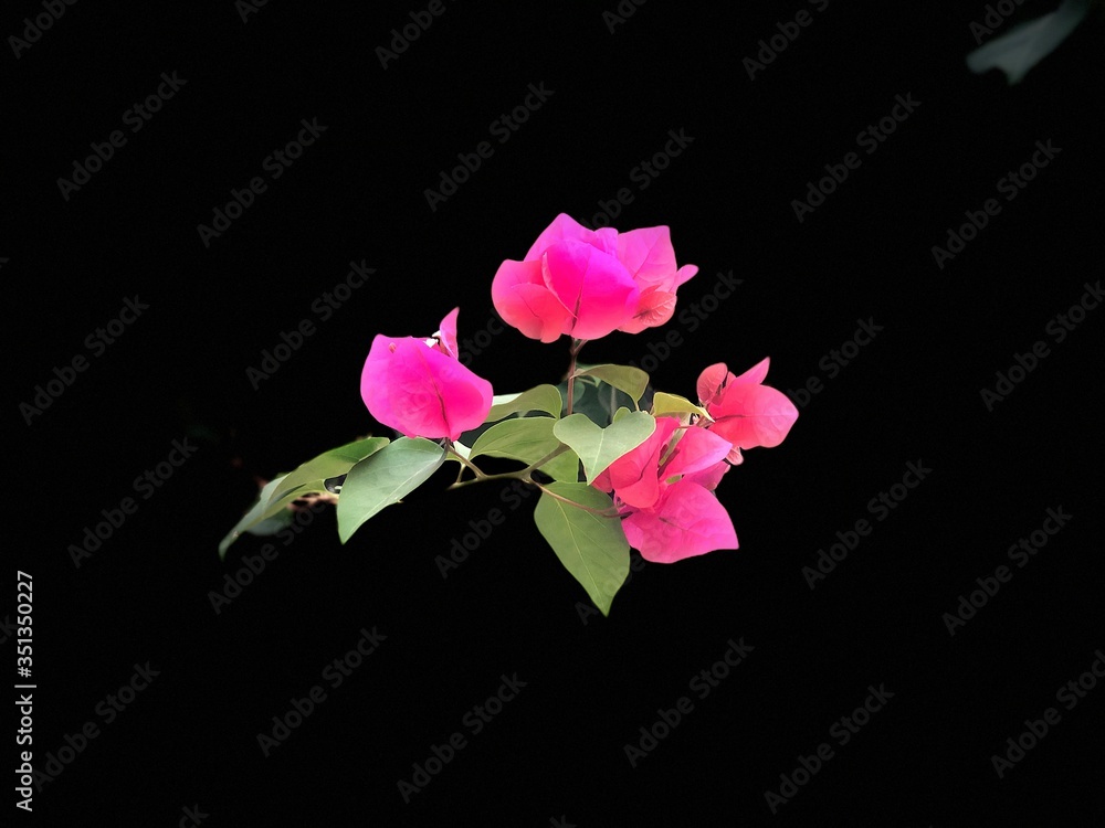 Fototapeta premium pink rose isolated on black