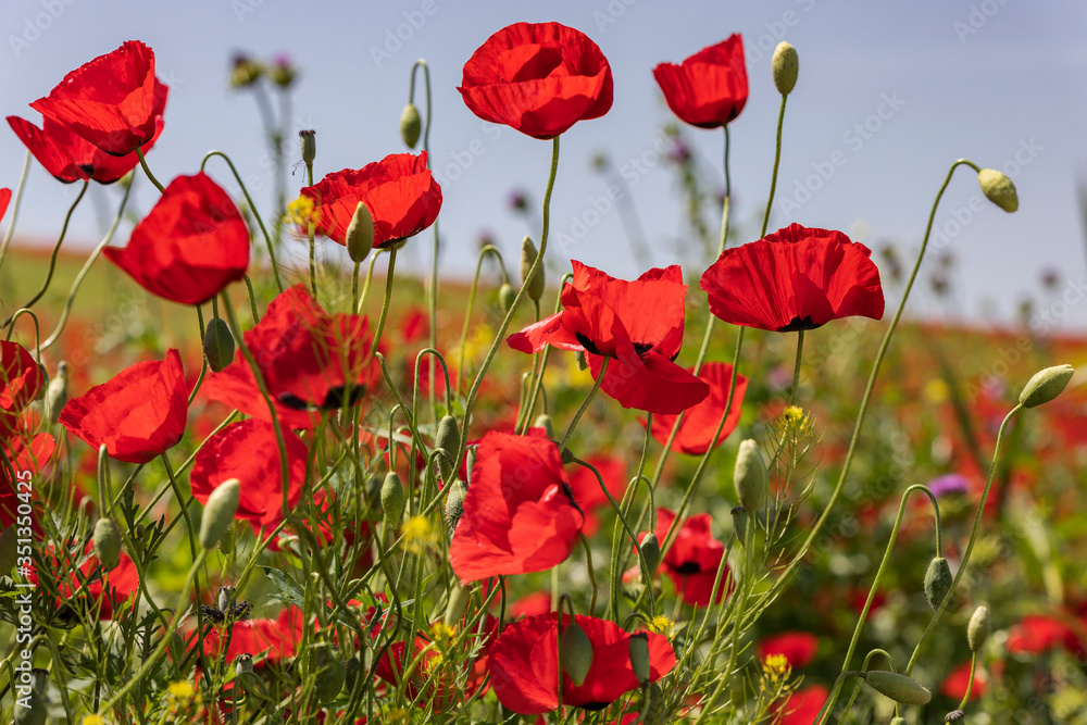 Fototapeta premium Blooming poppy fields in the spring in the mountains