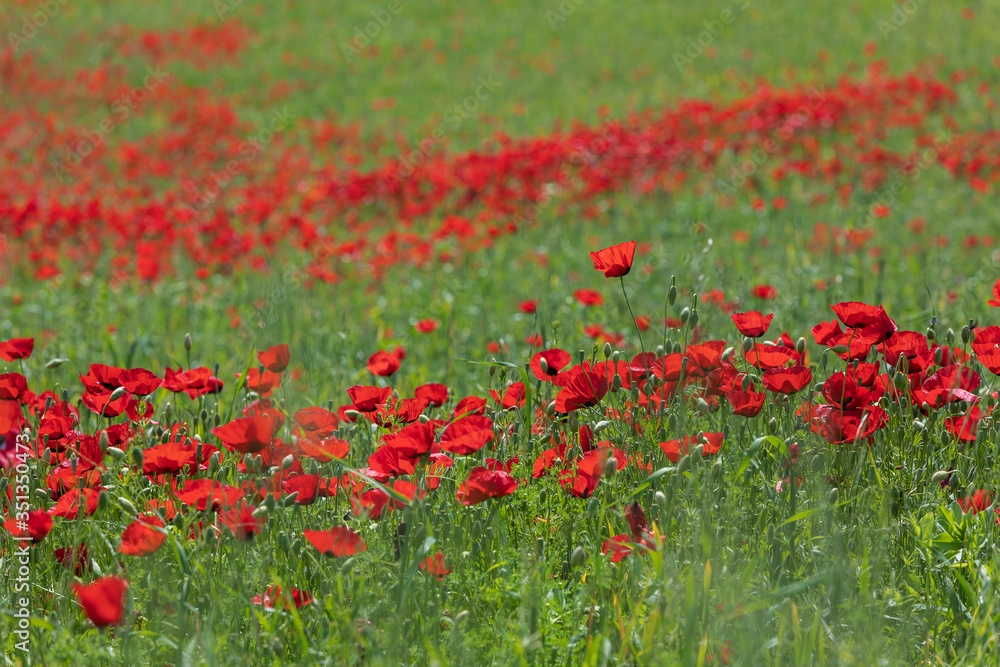 Blooming poppy fields in the spring in the mountains