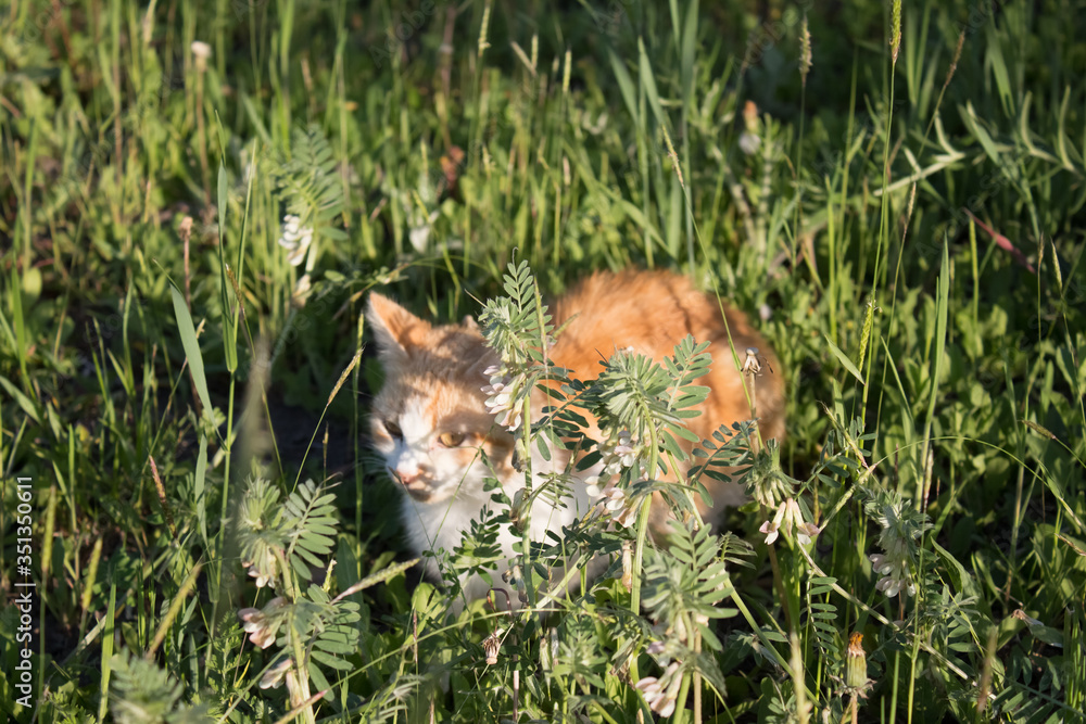 Ginger cat in the grass in the sun. Fluffy cat in the yard on a warm summer evening at dusk Ginger cat in the grass in the sun. Fluffy cat in the yard on a warm summer evening at dusk