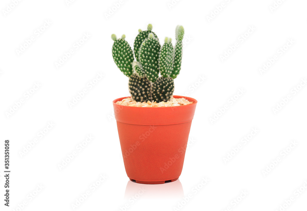 Opuntia cactus in pot isolated on a white color background. Opuntia cactus in pot isolated on a white color background.