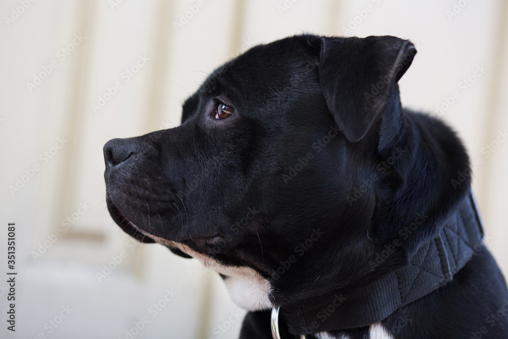 Beautiful staffordshire bull terrier dog resting on the porch of the house