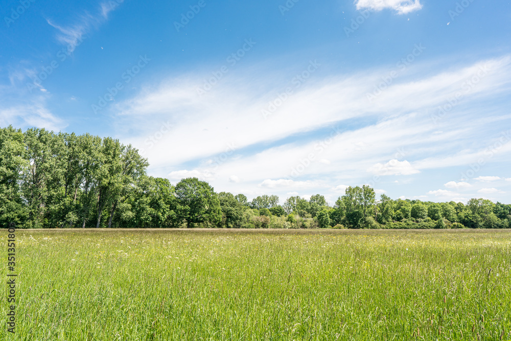 Fototapeta premium View over the meadows near Bonn with flying pollen.