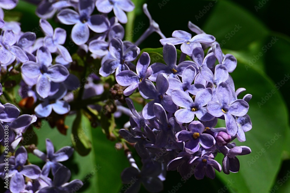 Light violet coloured flower cluster of common lilac flower, latin name Syringa Vulgaris, in full blossom during spring season. Light violet coloured flower cluster of common lilac flower, latin name Syringa Vulgaris, in full blossom during spring season.