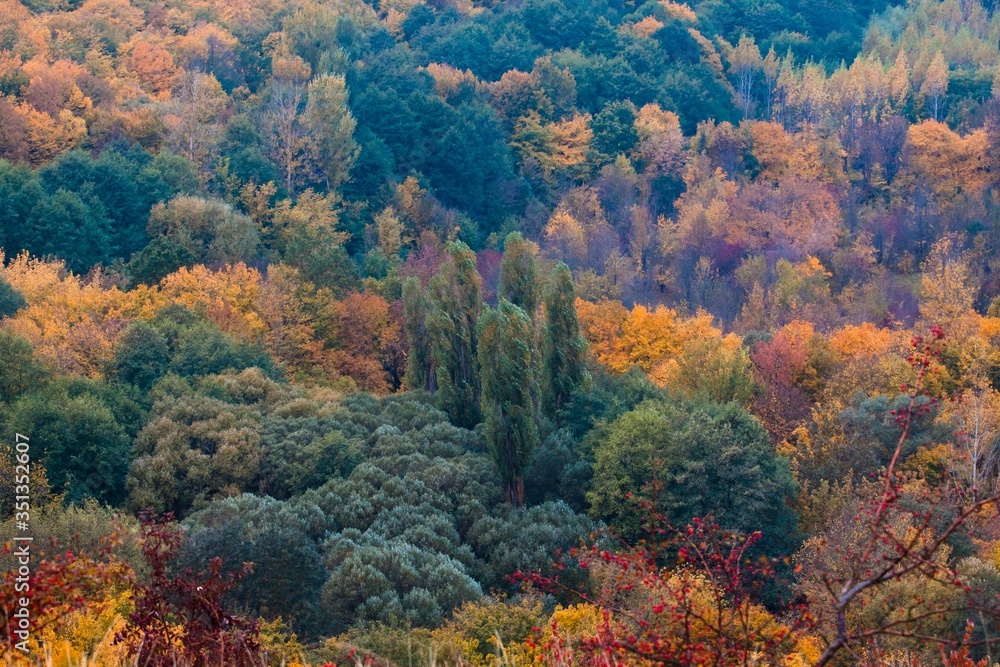 magnificent mountain forest with green, yellow and orange autumn leaves, nature masterpiece on cloudy and misty October morning, ecotourism active rest concept magnificent mountain forest with green, yellow and orange autumn leaves, nature masterpiece on cloudy and misty October morning, ecotourism active rest concept