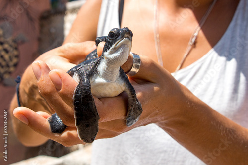 Foto baby turtles