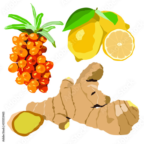 
Lemon. Ginger. Sea buckthorn. Vector graphics