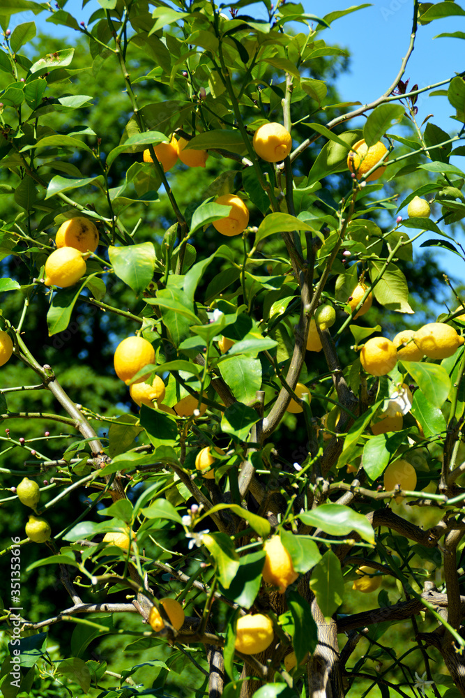 frische gelbe Zitronen mit grünen Blättern, Zitronenbaum, Zitronenbäumchen, Botanischer Garten in Gütersloh, Zitronen, lemon