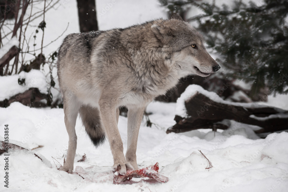  wolf stands paw on a piece of meat in the winter in the snow a powerful predator