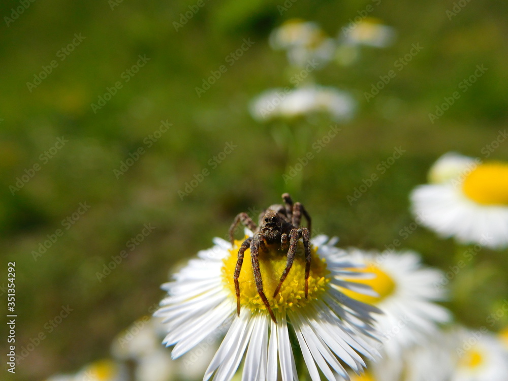 Obraz premium Pająk wałęsak