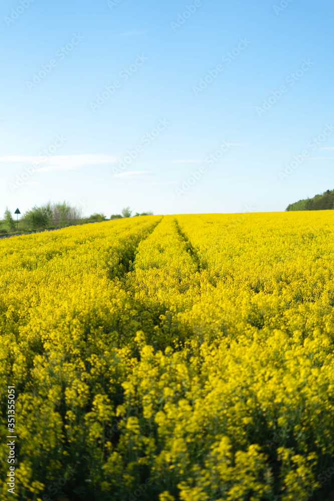 Yellow field of rape near the forest in Poland - may