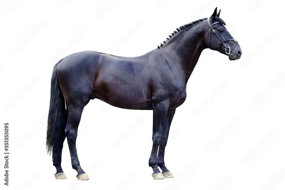 Naklejka premium Trakehner black stallion isolated on white