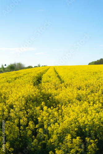 Yellow field of rape near the forest in Poland - may © Marcin